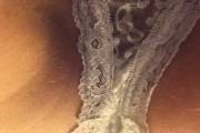 Babe Picture 4379211