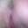 Prev