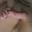 Prev