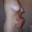 Prev