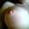 Prev