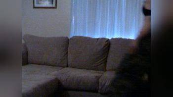 video of Short tease bat on the couch