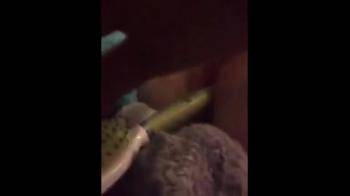 video of green brush bate