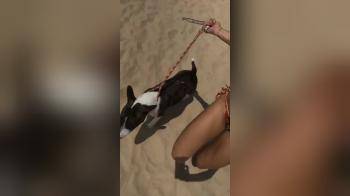 video of Hot girl in bikini walking dog on the beach