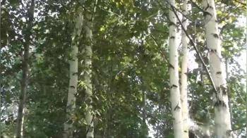 video of with banana in forest