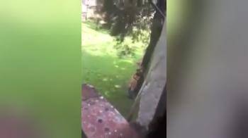 video of chick making selfies of her ass in somebody s backyard