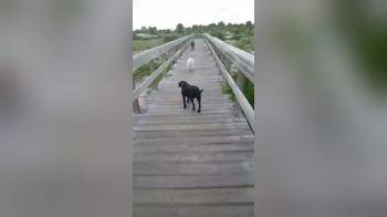 video of Again walking the dogs and enjoying to show off