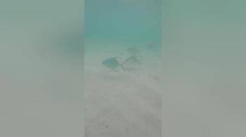video of perfect body in the sea