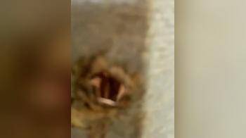 video of Peeping tom strikes again
