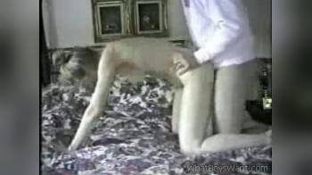 video of homemade doggie