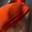 Prev