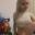 Prev