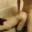 Prev