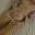 Prev