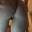 Prev