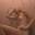 Prev