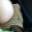 Prev