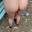Prev
